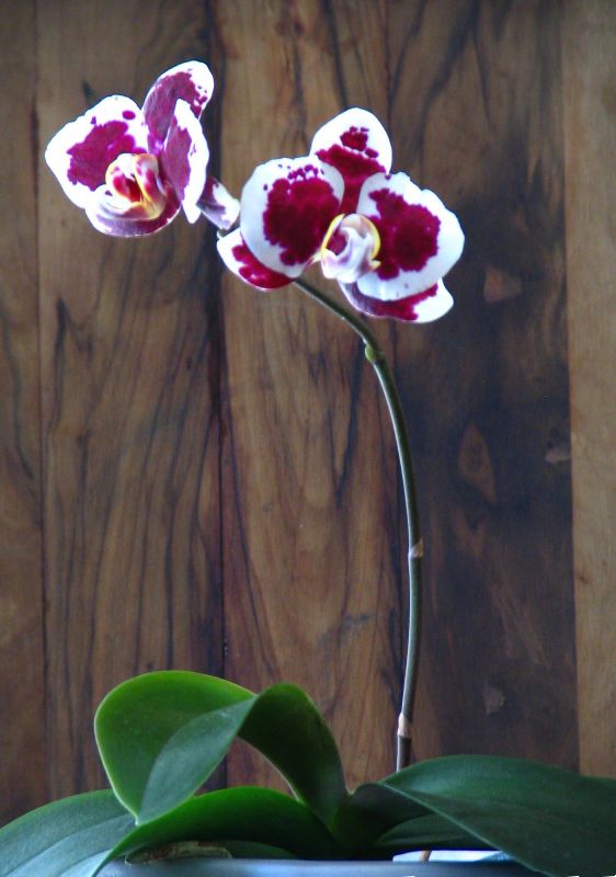 fleur et bois