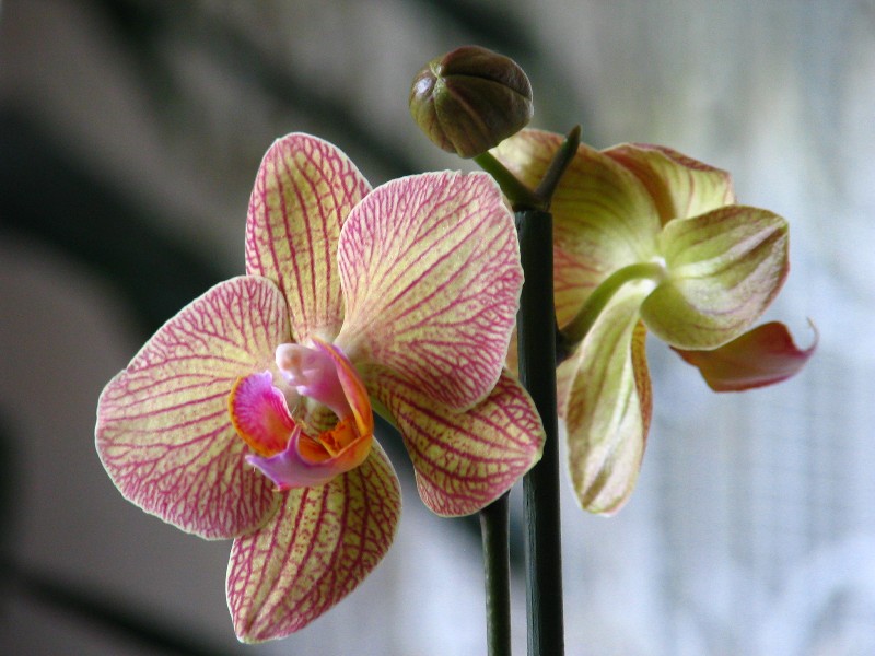 orchide