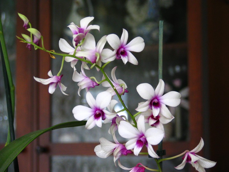 orchide