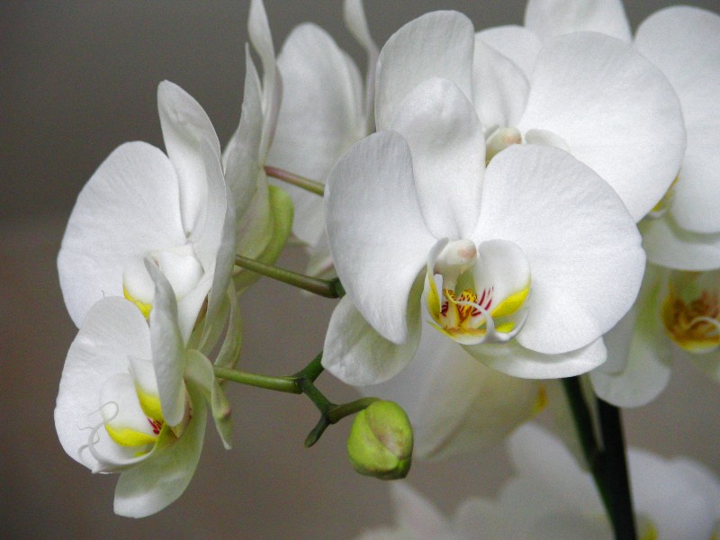 orchide