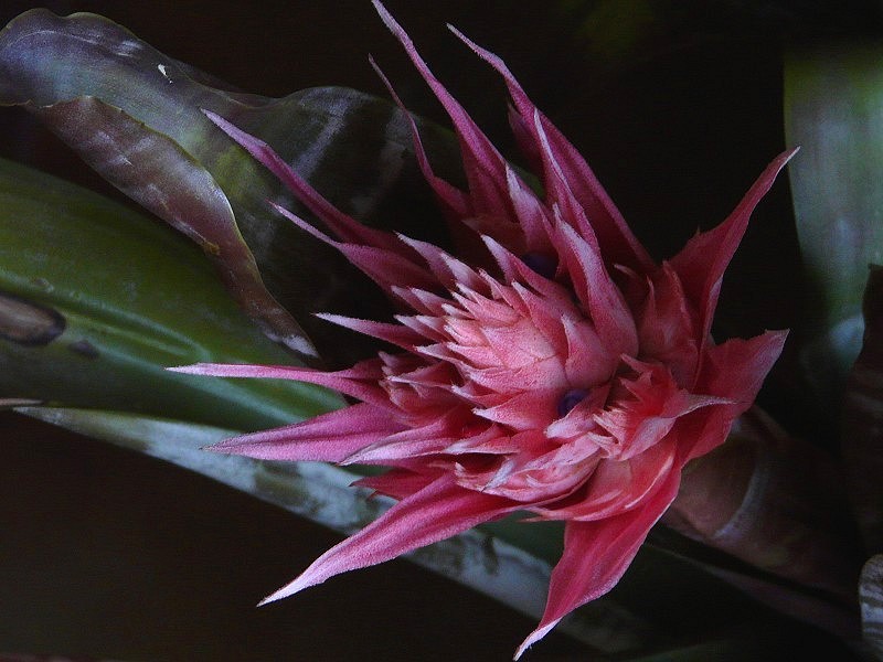 fleur