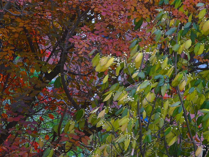 feuilles