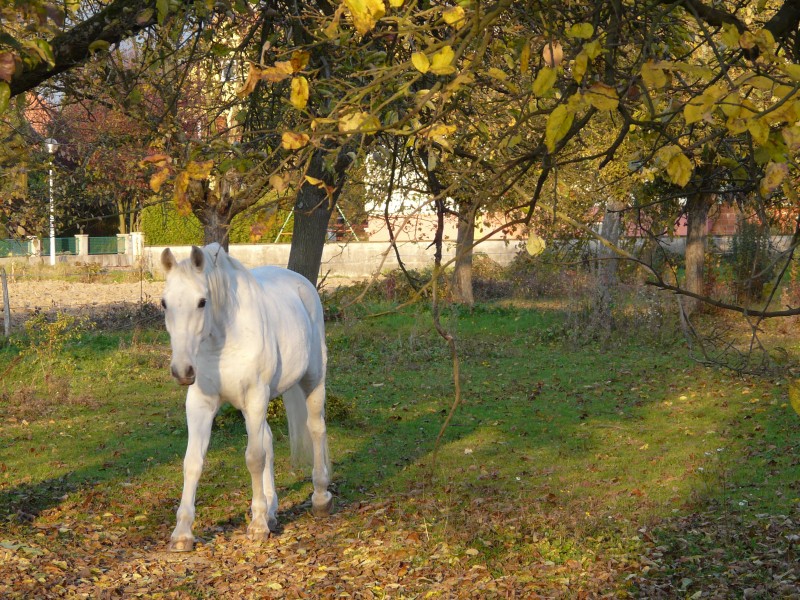 cheval