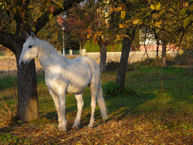 cheval