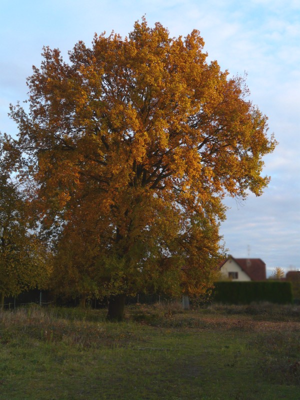 arbre