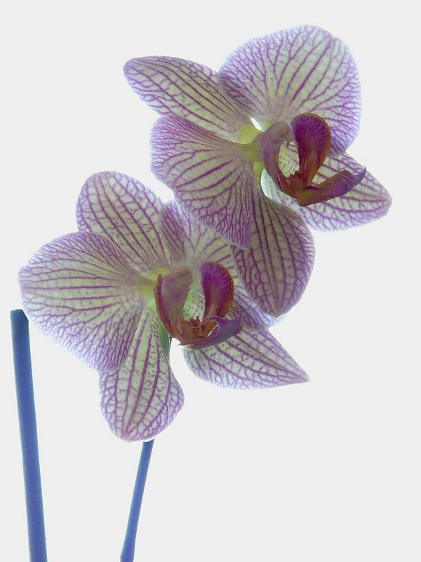 fleur...