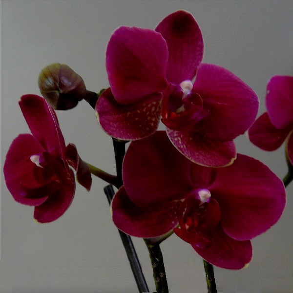 fleur
