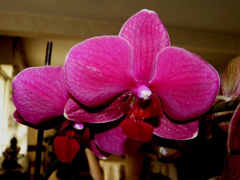 fleur