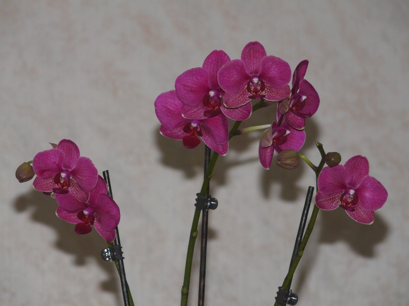 fleur