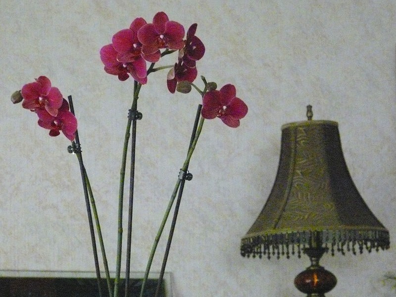 fleur...