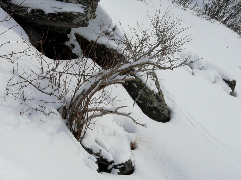 branches