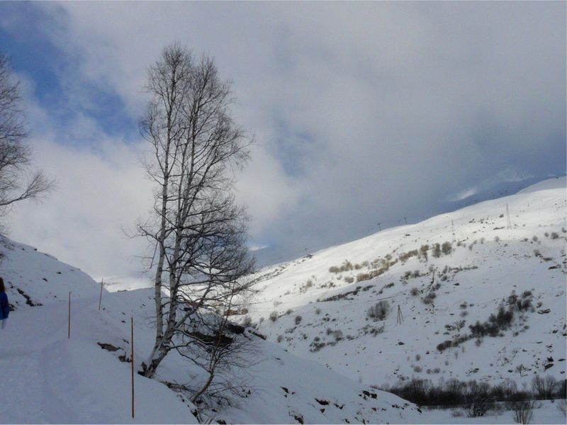 arbre