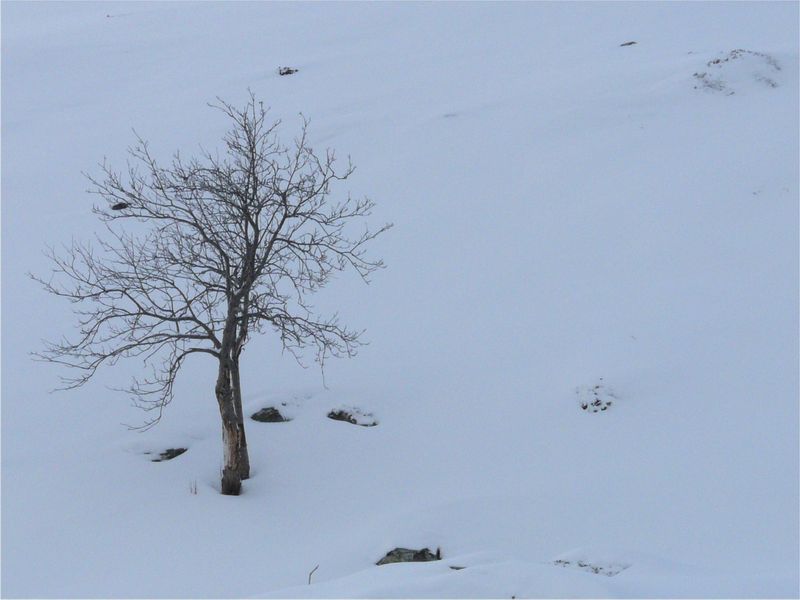 arbre