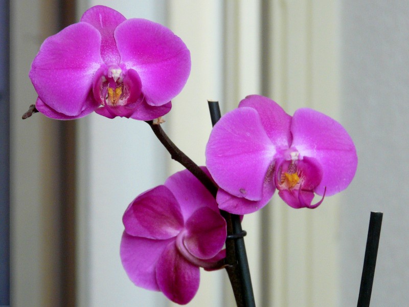 fleurs