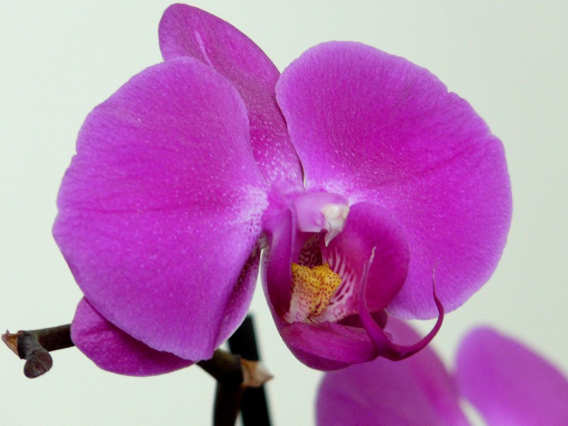 fleurs
