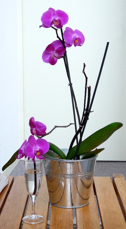 fleurs