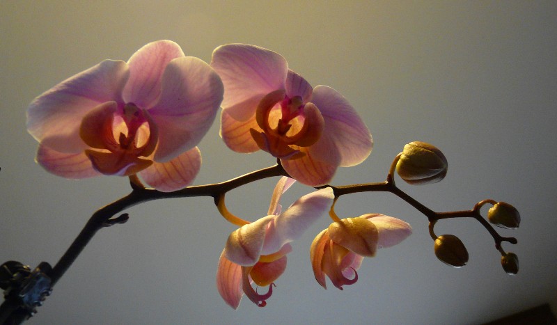 fleurs