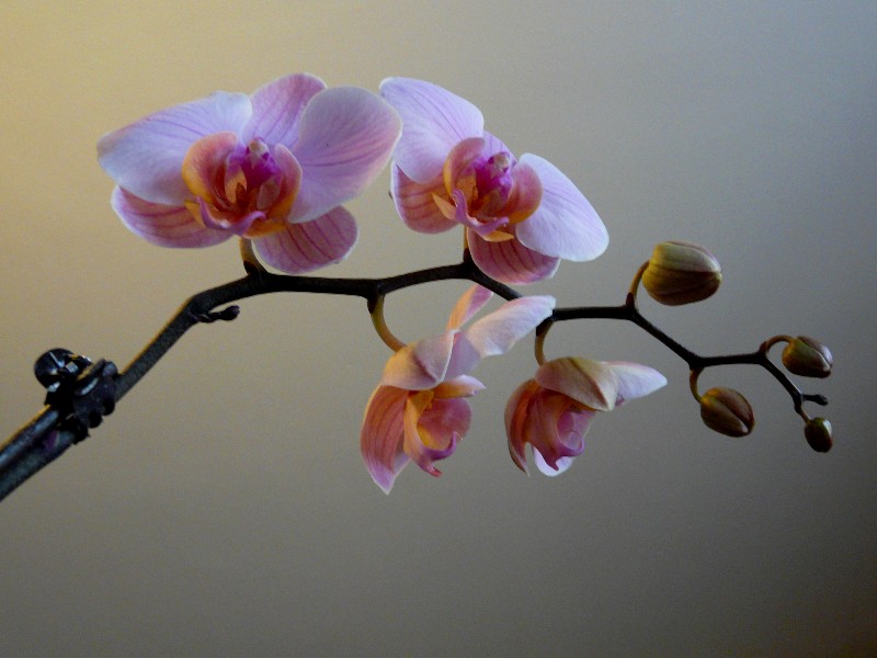 fleurs