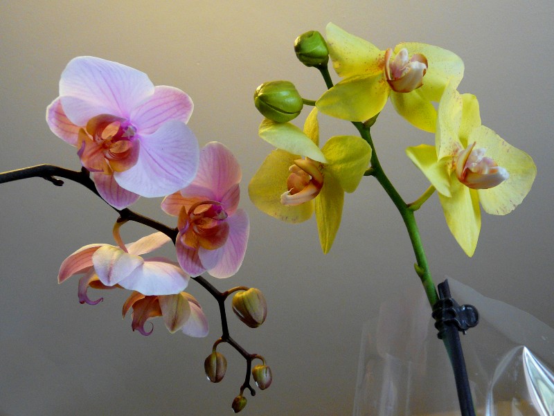 fleurs
