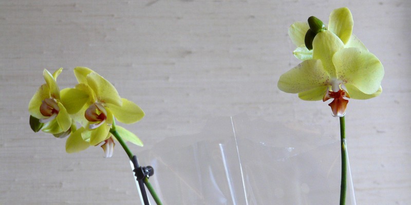 fleurs