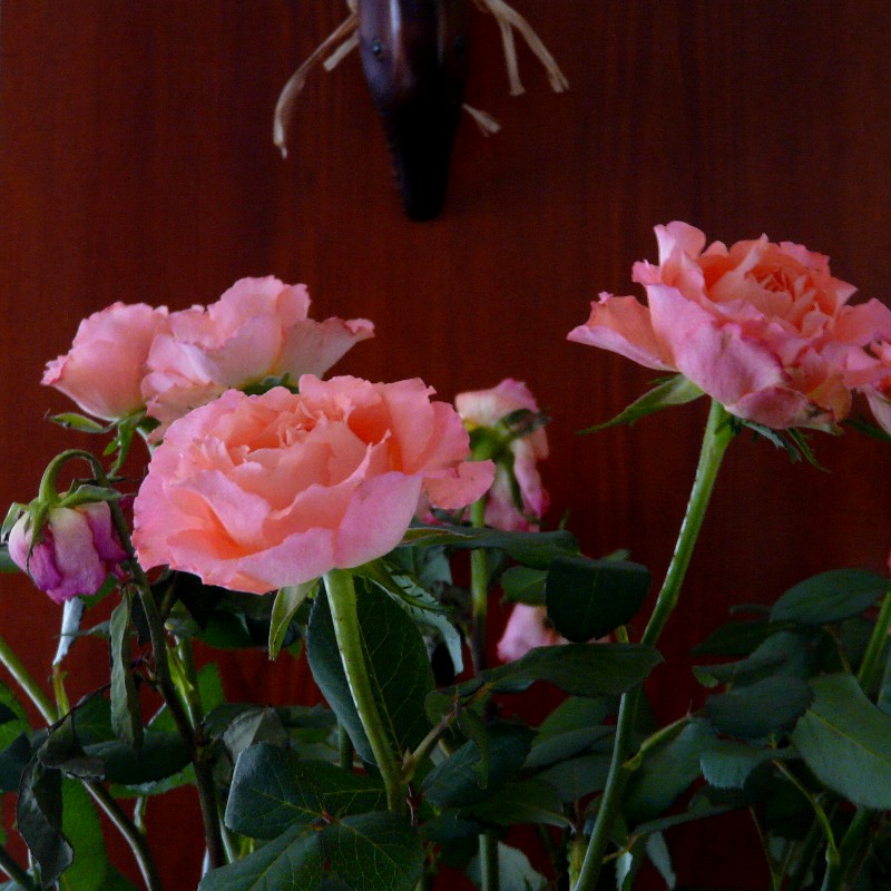Roses