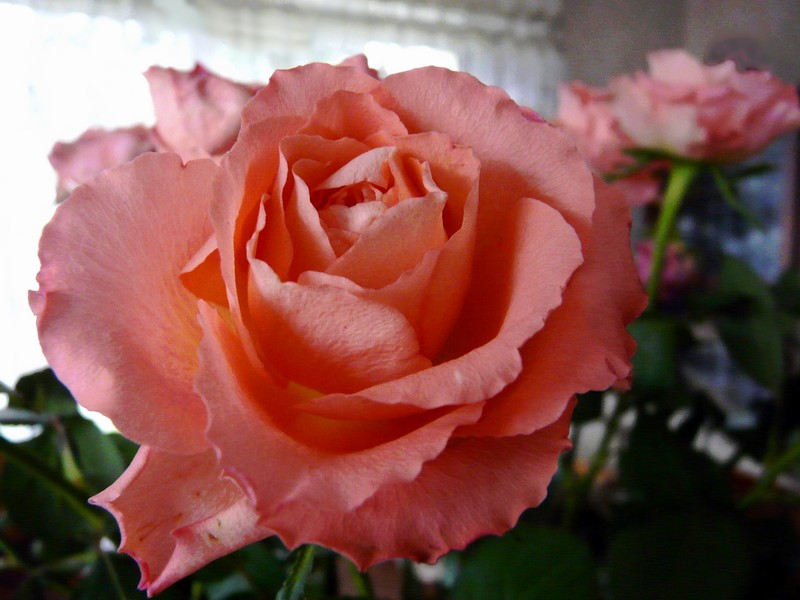 Rose