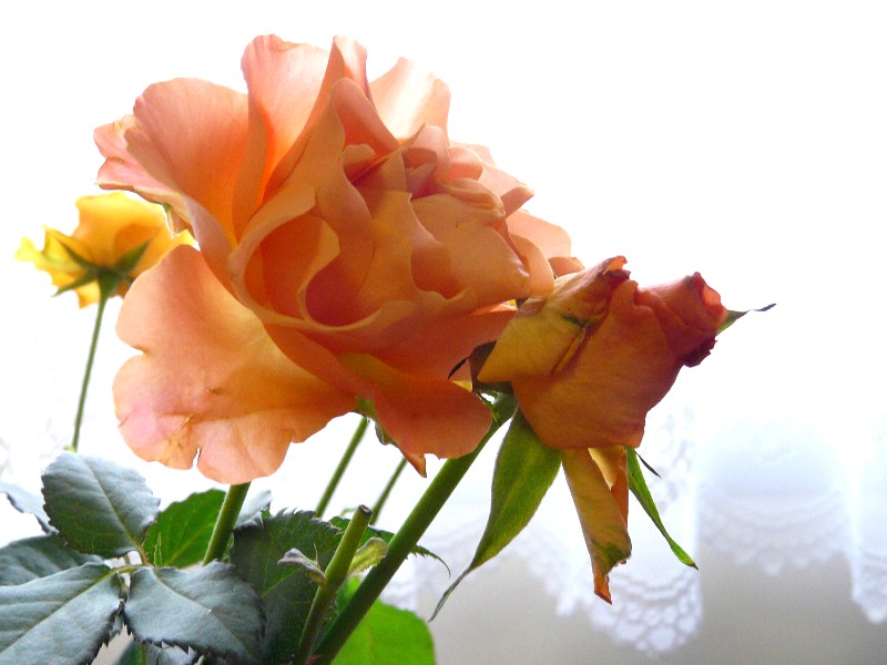 Roses