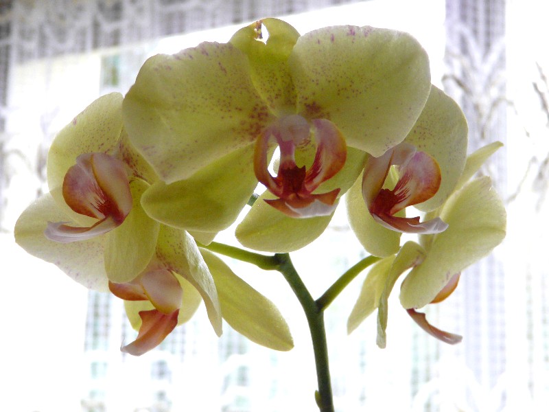 fleurs