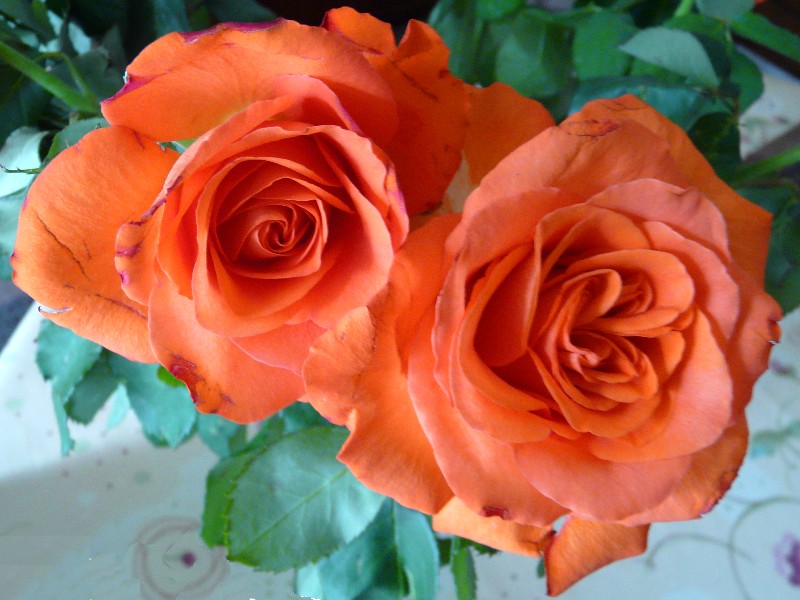 Rose