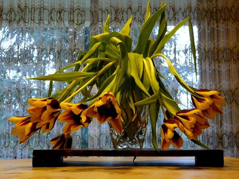 Tulipes