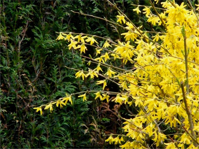 Forsithias