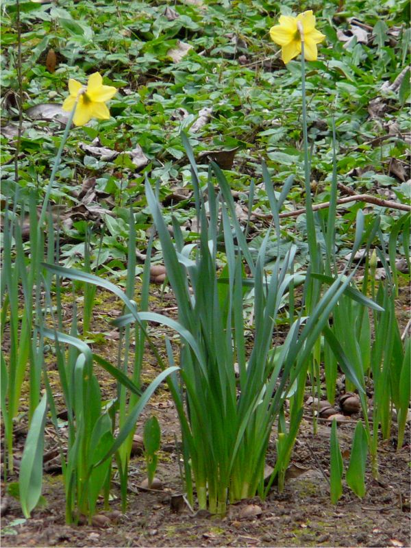 Narcisse