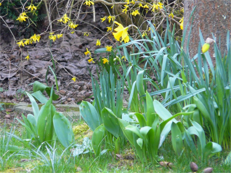 Narcisses