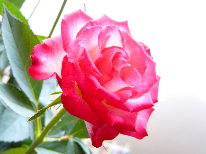 roses