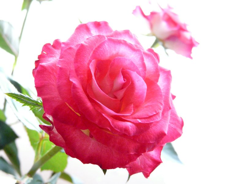 roses