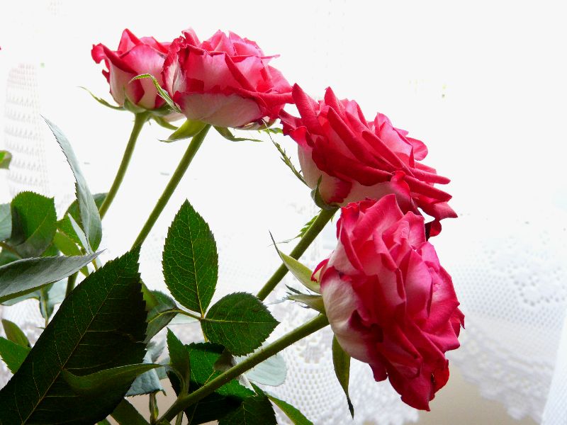 roses