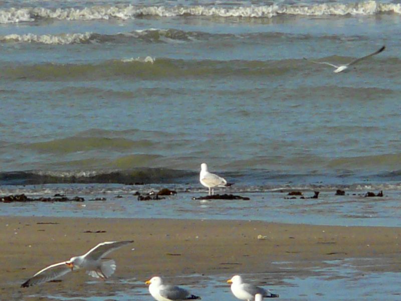 Mouettes