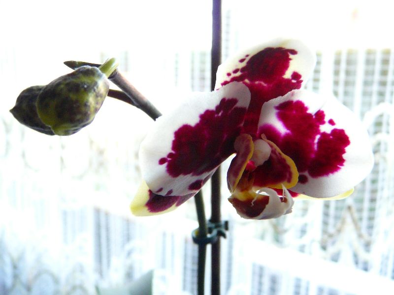 Orchidee
