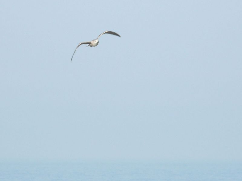 Mouettes