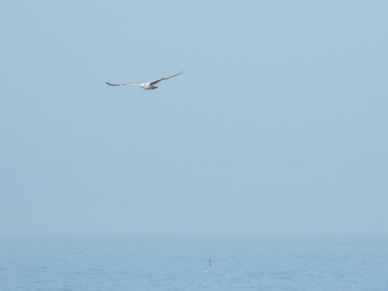 Mouettes