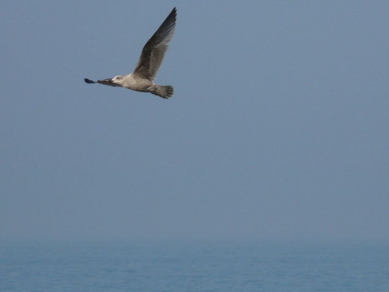 Mouettes