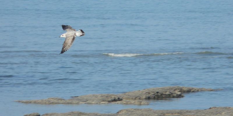 Mouettes