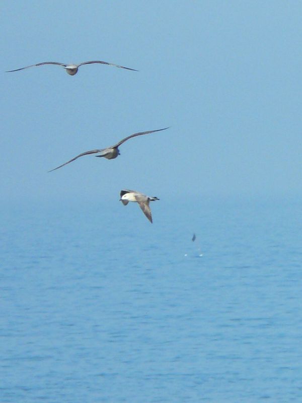 Mouettes