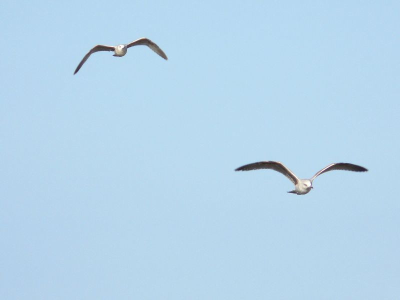 Mouettes
