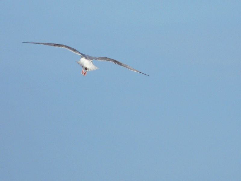 Mouettes