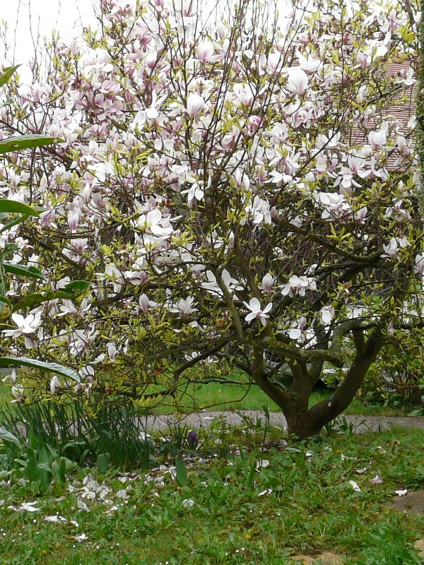 Magnolias