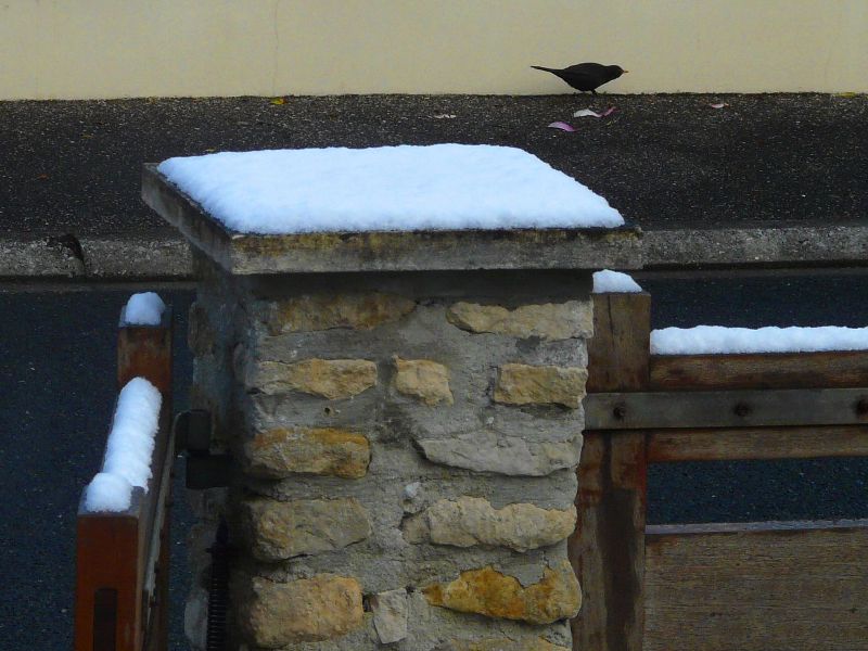 neige