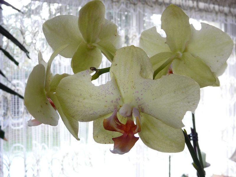 Orchide