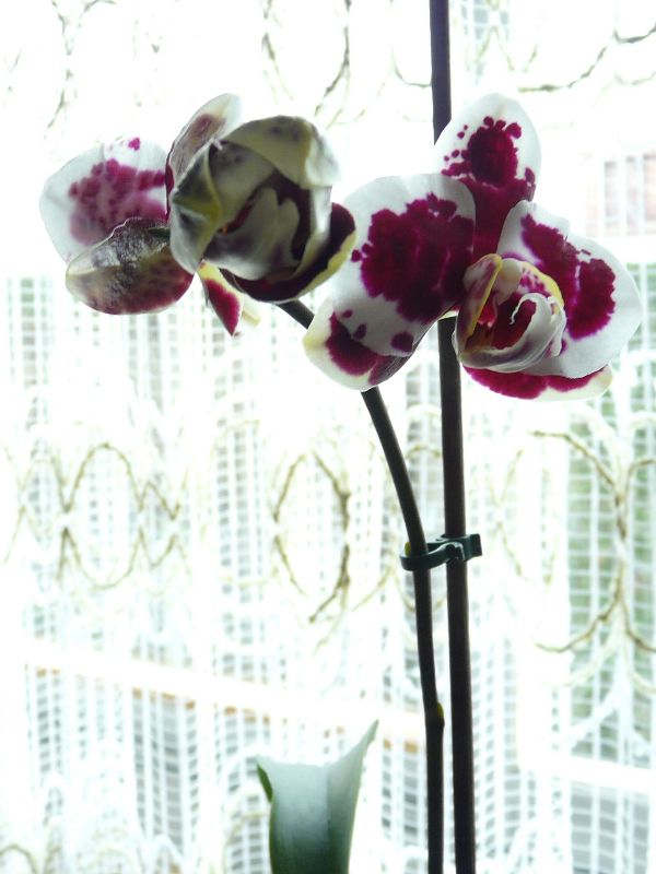 Orchidee