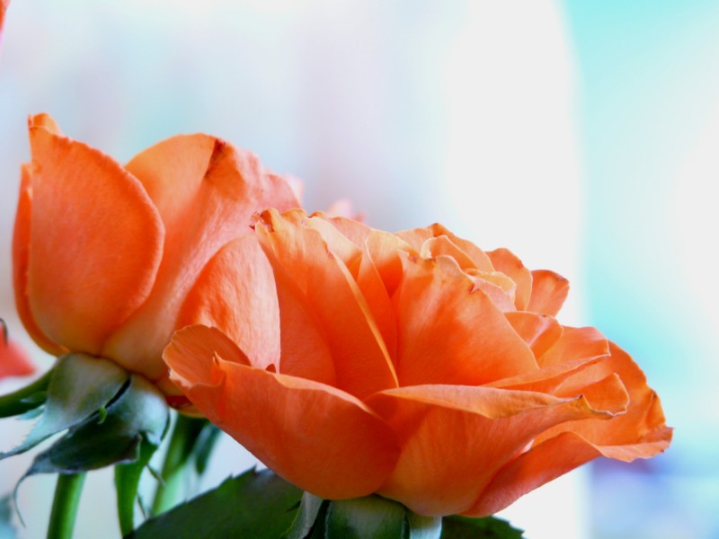 roses